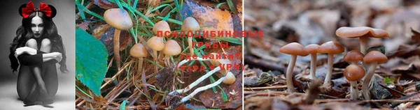 хмурый Зеленокумск